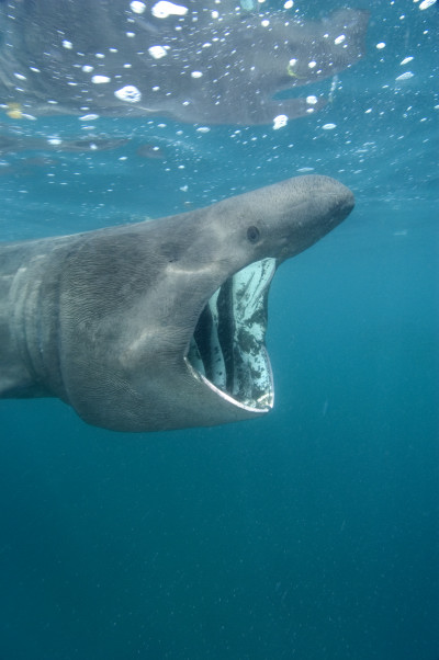 basking-shark-facts-time-to-eat-tiny-things-animal-fact-files-youtube